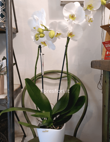 Pianta di PHALENOPSIS BIANCA
