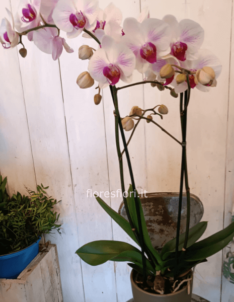 Pianta phanenopsis colorata o bianca
