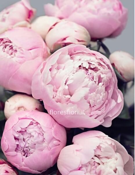 Bouquet PEONIE rosa